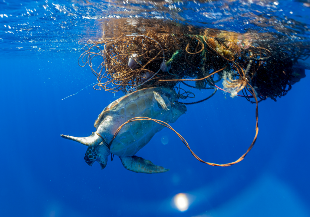 Sea turtle swimming and tangled up in plastics
