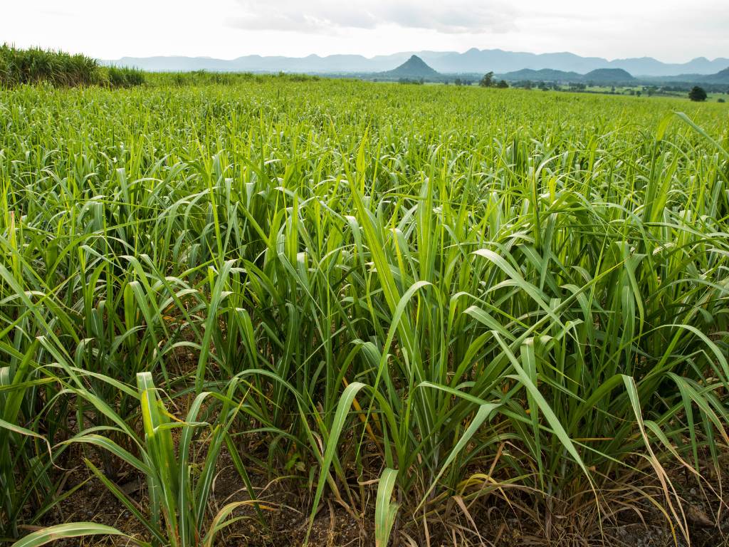 photo of sugar cane field, green and vast